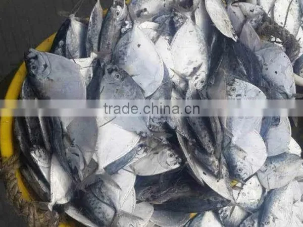 Frozen Whole Round Moon Fish, Frozen Fishes, Best Quality Frozen Fishes photo-3