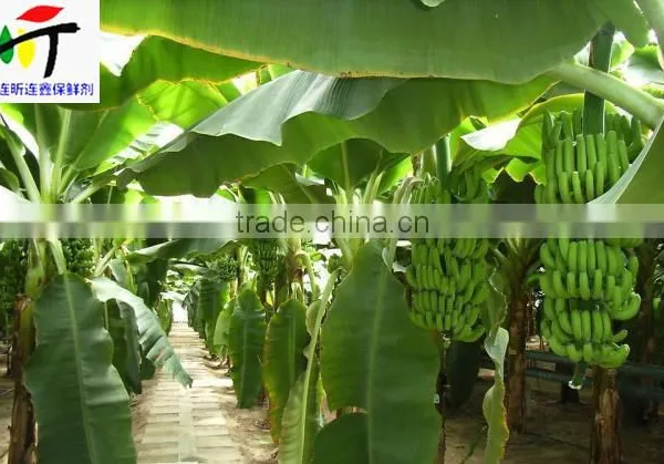 Direct Factory Price the Good Quality Ethylene Ripener for Banana(2) photo-4