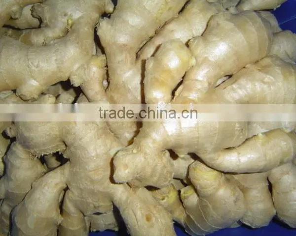 New Crop China Fresh Ginger for Sale photo-2