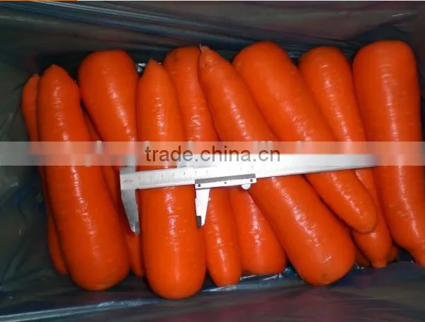 Fresh Carrot