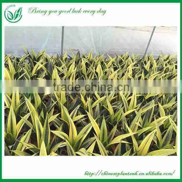 Golden Sansevieria Trifasciata