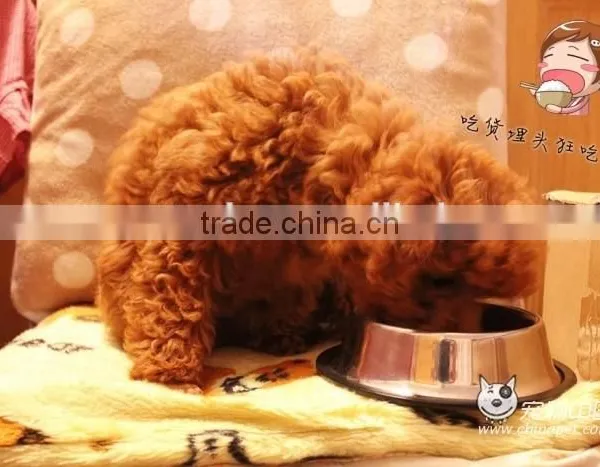 Twin Screw Extruder for Dog Food photo-5