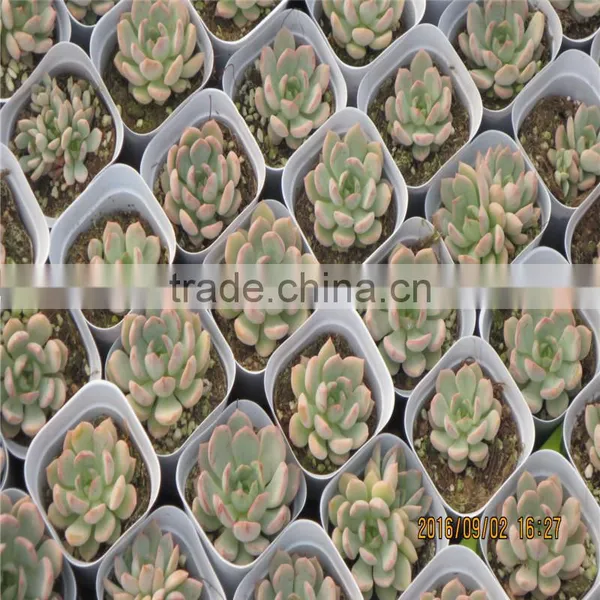 Cheap Vegetables Tunnel Greenhouse photo-3