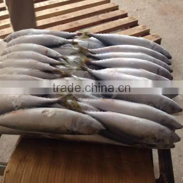 Frozen Pacific Mackerel in Good Quanlity on Sale photo-6