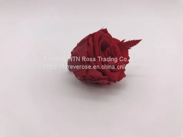 Factory Supply Wholesale A GRADE Best Quality China Preserved Roses photo-3