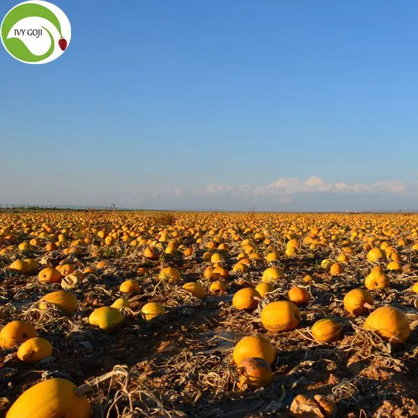 Supply Raw Shine Skin AAA Pumpkin Kernels photo-2