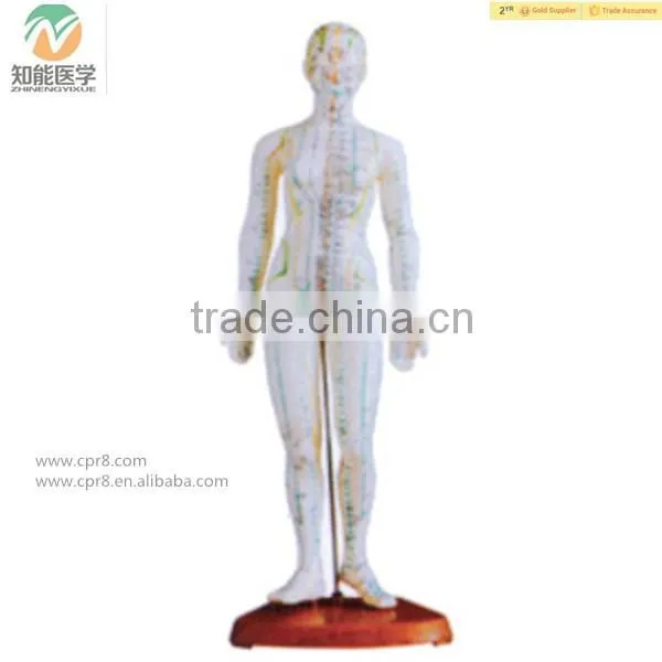 High Quality Medical Chinese Acupuncture Model 46cm