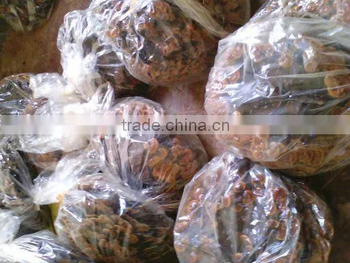 Natural LingZhi From Own Farm;For Show; for Eat; for Tea;Ganoderma Lucidum;China Traditional Medical; photo-5
