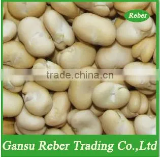 Peeled Broad Beans