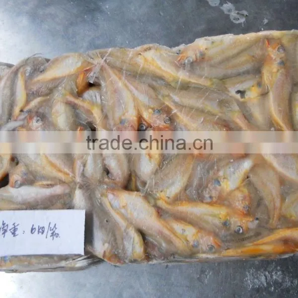 Ship Frozen Small Yellow Croaker for Sale photo-2