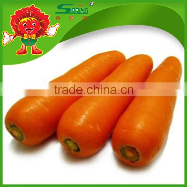 Fresh Carrots Fresh Vegetables