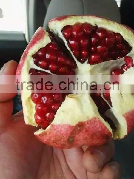 Fresh Pomegranate for Sales photo-6