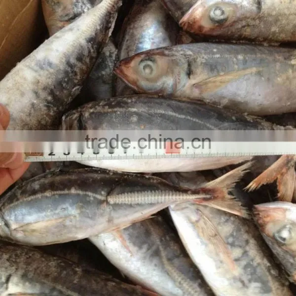 Frozen Horse Mackerel Marine Fish Norway Mackerel photo-3