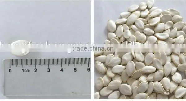 Heilongjiang Good Quality of Raw Snow Pumpkin Seed Factory Sale to Iran Market photo-5
