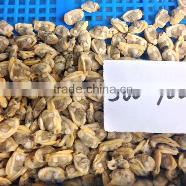 Tasty and Delicious Best Frozen Baby Clam Meat photo-5