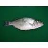 United States Fresh & Frozen Striped Bass