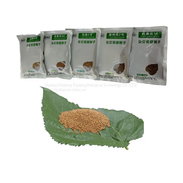 Mulberry Tree Seedling Guangxi Gui Sang You 62 Mulberry Seeds for Sericulture