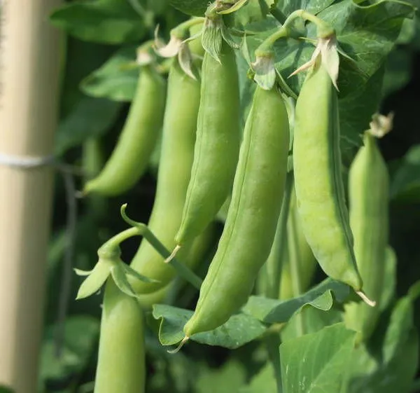 Canned Red Beans Mung Beans Green Peas Production Line photo-4