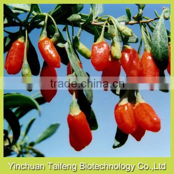 Good Quality Gojiberry in Good Price photo-2