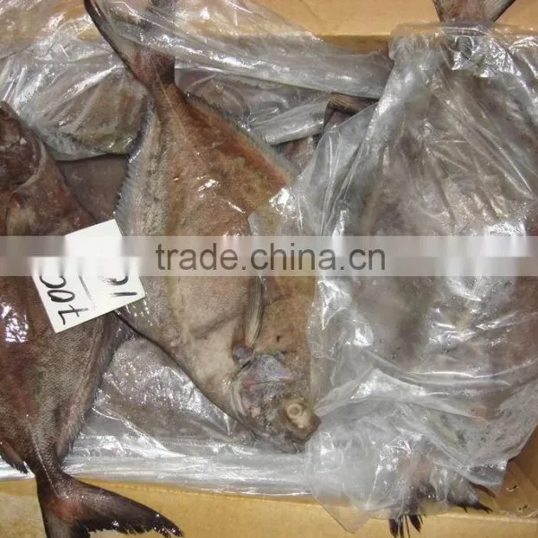 Frozen Black Pomfret Fish photo-5