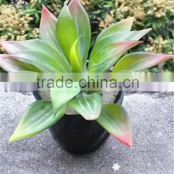 Home Decorative Artificial Mini Succulent Plant Pvc Potted Succulent Plant With Different Styles photo-2