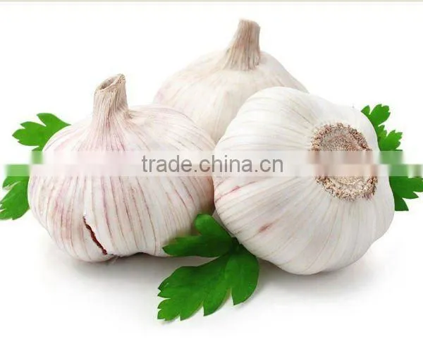 Best Quality and Cheap Price Normal Fresh White Garlic