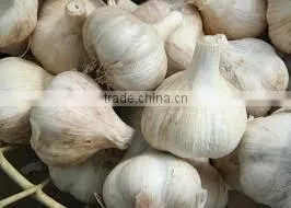 FRESH GARLIC