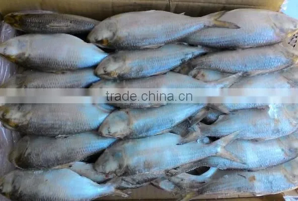 Frozen Gizzard Shad Whole Round photo-3