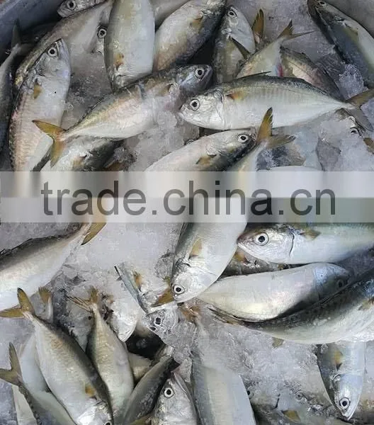FROZEN INDIAN MACKEREL Whole Round photo-3