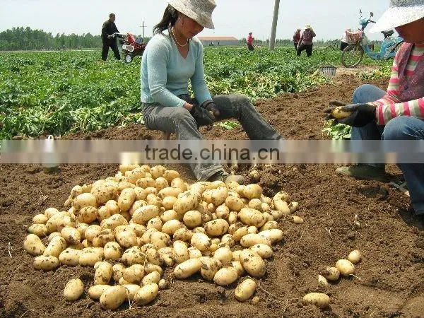 Latest Fresh Potato