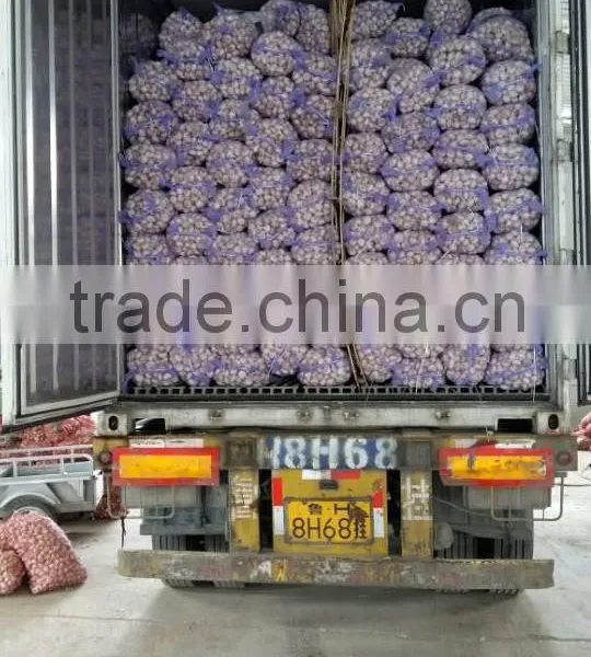 ISO 9001 Fresh Chinese Natural White Garlic photo-6