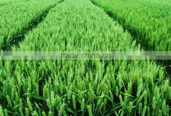 2016 China Wide Varieties Monopotassium Phosphate photo-6