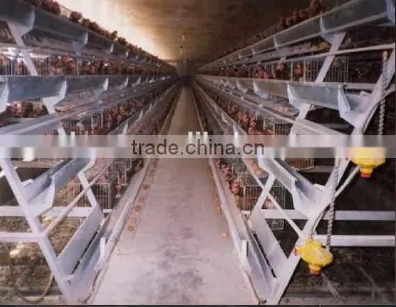 Best Selling Quail Cage For Sale in Quail Farm photo-4