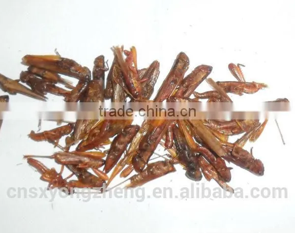 Dried Grasshopper For Bird Food photo-2