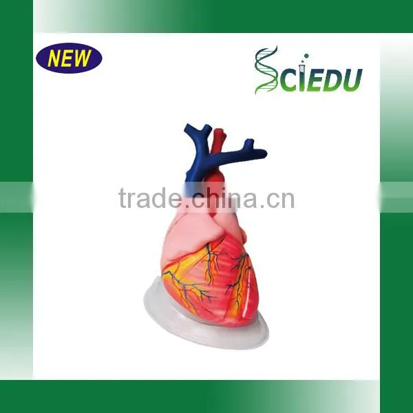 ISO Certificate Teaching Usage Human Heart Anatomical Model photo-2