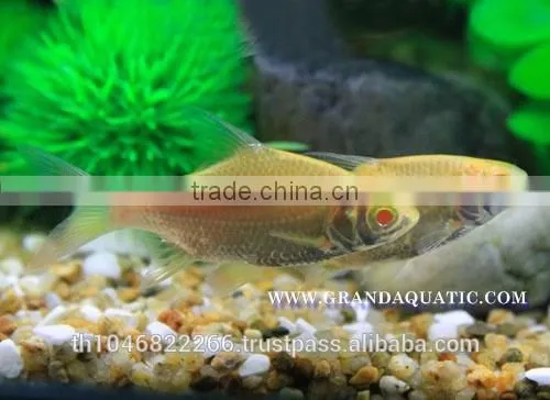 Albino Tinfoil Barb Fish For Sale / Aquarium Fish Farm photo-5