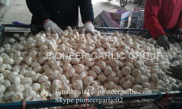 100% Nature Made 5.5cm Pure White Garlic Cultivated In Jinxiang Shandong China photo-2