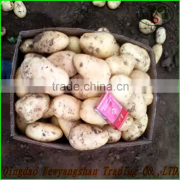 Chinese Red Fuji Apple/Apple Fresh photo-4