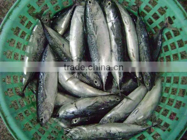 Frozen Bonito Whole Round Fish