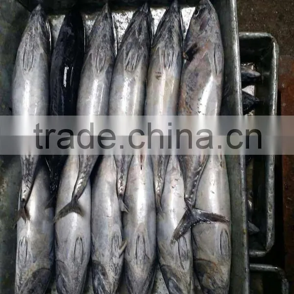 Sea Frozen Bonito Fish photo-3