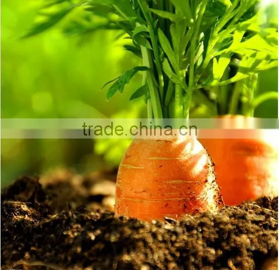New Fresh Red Carrots Carrots From China Fresh Carrot