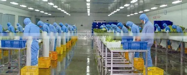 2015 Chinese New Crop High Quality Grade A Low Price China IQF FROZEN BROCCOLI photo-4