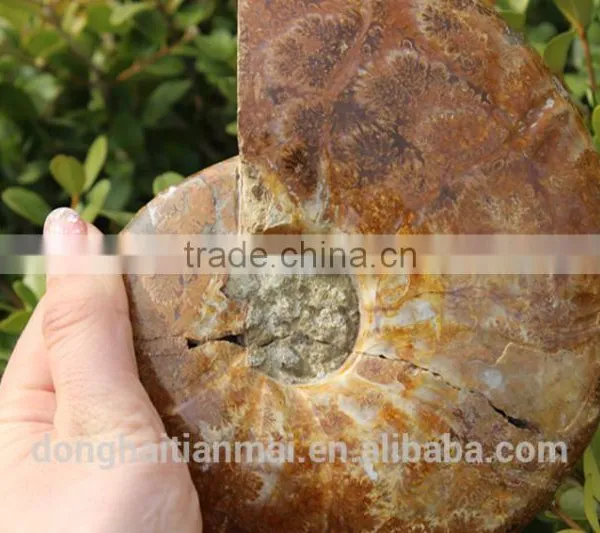 Wholesale Large Snail Fossils/Gemstone Jewelry/Gemstone Art Crafts