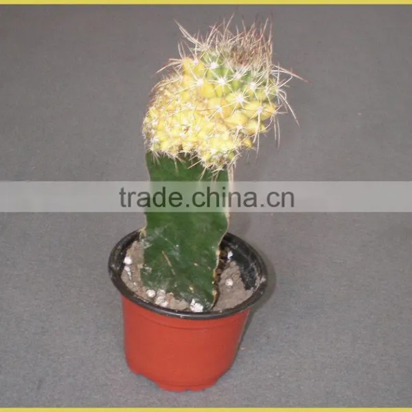 Mini Cactus Succulent Indoor Plants Bonsai Nursery Echinocactus Grusonii Cereus Cacti Opuntia Dillenii Cactaceae Notocactus photo-4