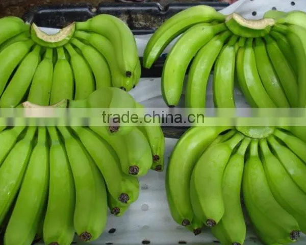 Fresh Cavendish Banana From Tamilnadu photo-3