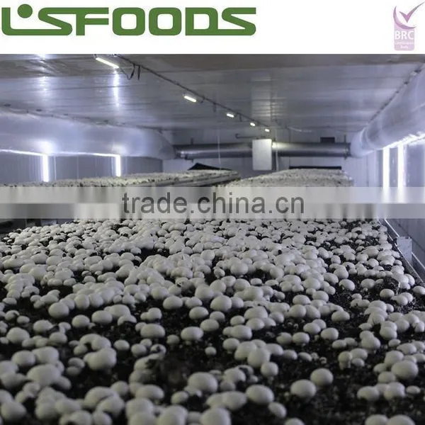 Frozen IQF White Button Mushroom 2014 NEW CROP photo-3