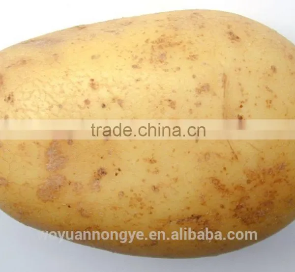 Potato