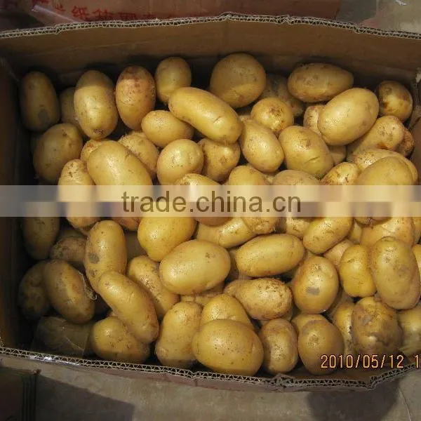 New Crop Fresh Potato photo-5