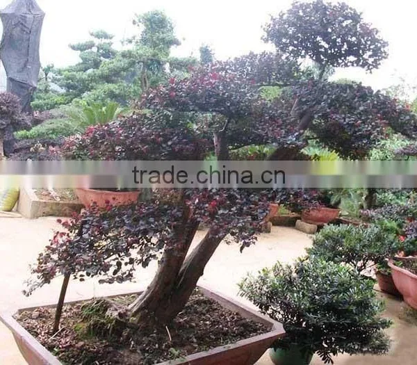 Red Flower Loropetalum Chinense for Ornamental Outdoor Landscaping  Beautiful Bonsai Plants - GoldSupplier