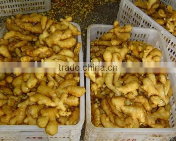 All Year Around Supply Fresh Ginger photo-6